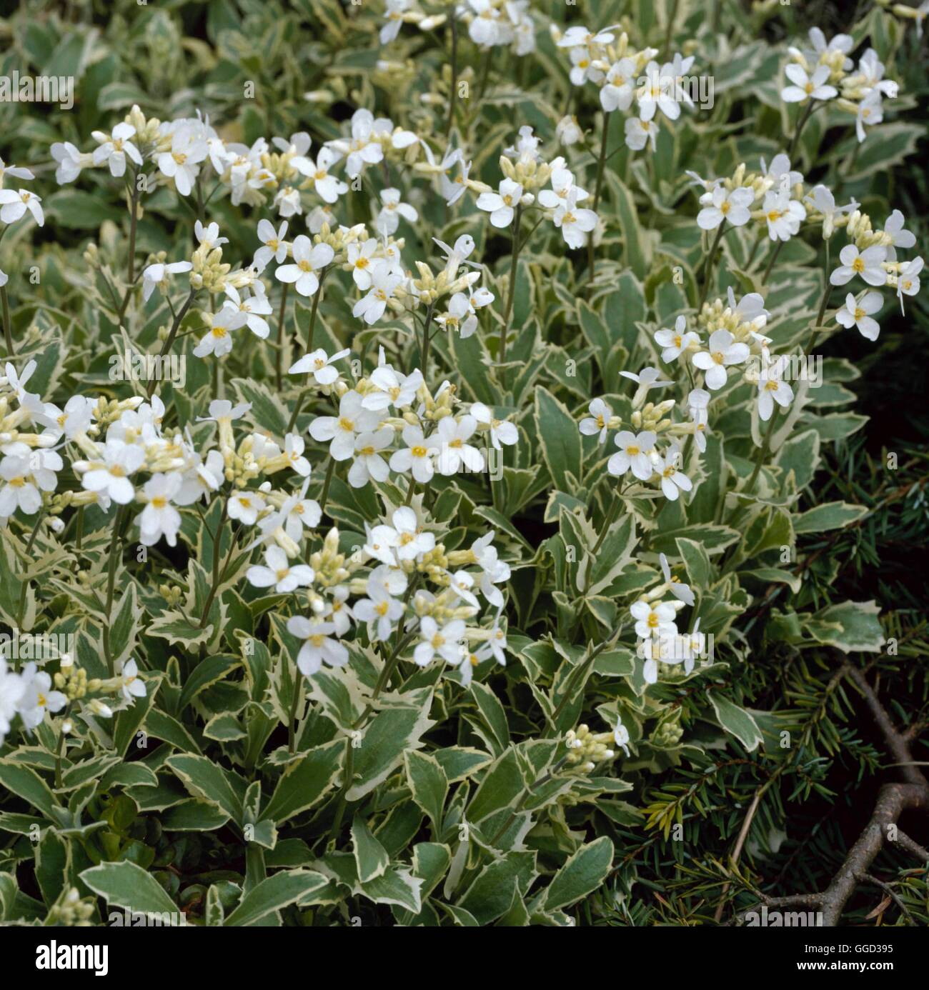 Arabis alpina - ssp. caucasica `Variegata'   ALP069345 Stock Photo